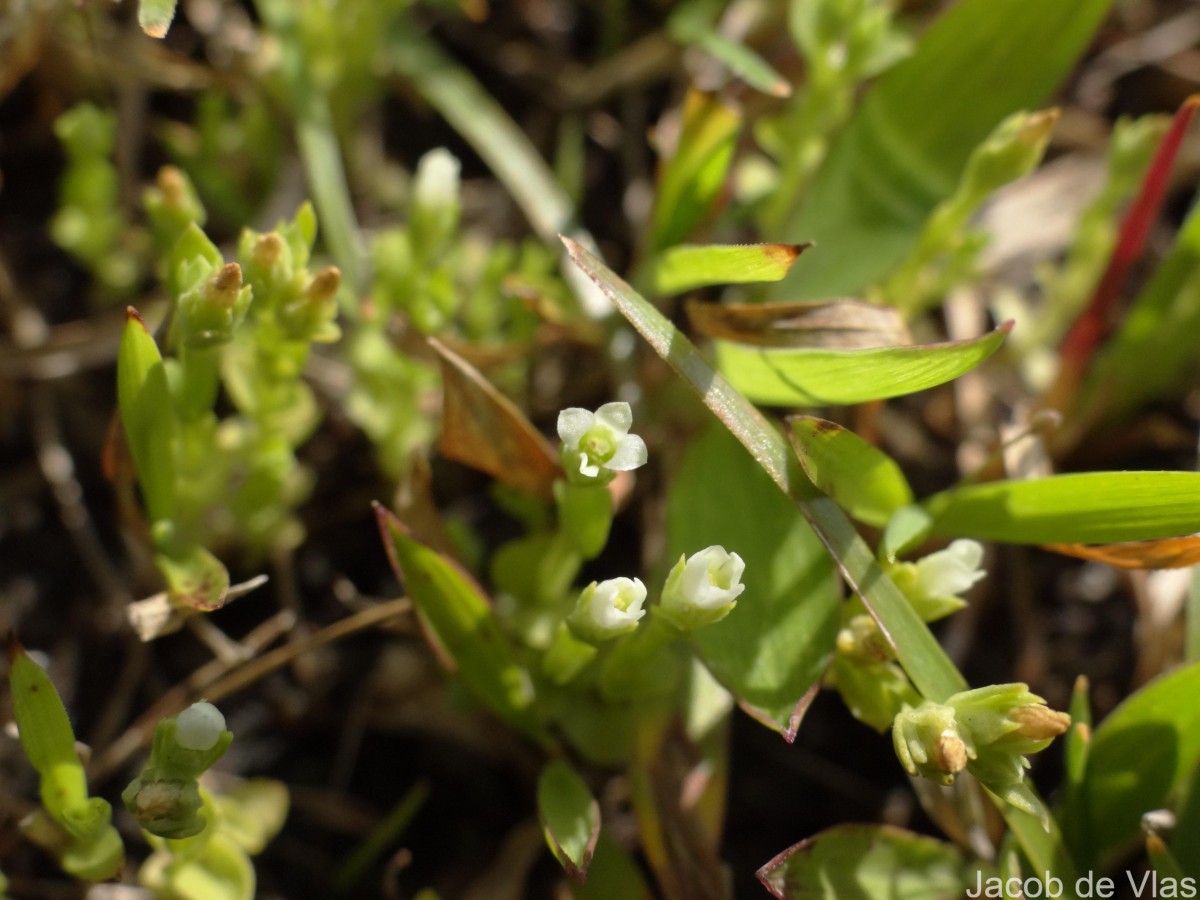 Hoppea fastigiata (Griseb.) C.B.Clarke